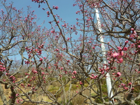梅と河津桜を見に行こう「塩屋から板宿」_c0218841_18575957.jpg