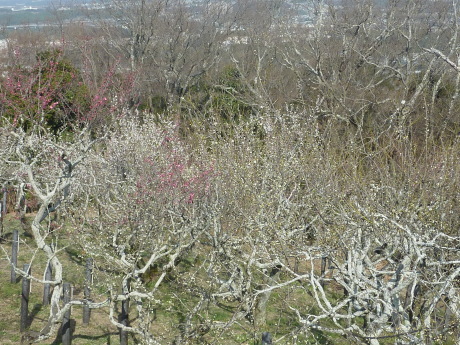 梅と河津桜を見に行こう「塩屋から板宿」_c0218841_18584559.jpg