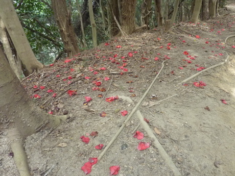 梅と河津桜を見に行こう「塩屋から板宿」_c0218841_19094626.jpg