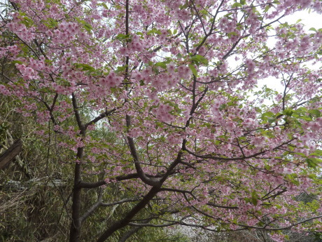 梅と河津桜を見に行こう「塩屋から板宿」_c0218841_19124652.jpg