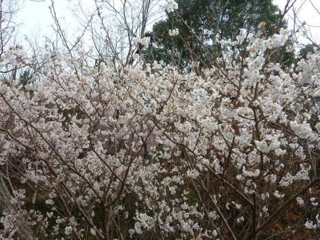 梅と河津桜を見に行こう「塩屋から板宿」_c0218841_19142170.jpg