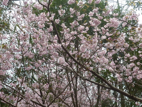 梅と河津桜を見に行こう「塩屋から板宿」_c0218841_19150777.jpg