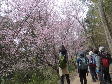 梅と河津桜を見に行こう「塩屋から板宿」_c0218841_19180511.jpg