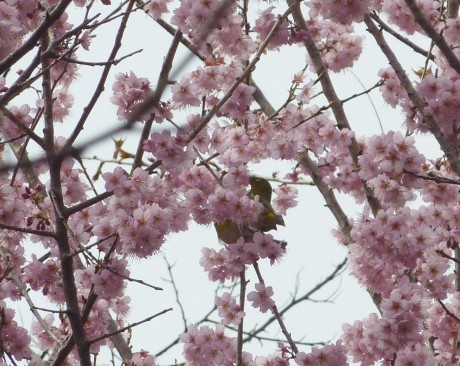 梅と河津桜を見に行こう「塩屋から板宿」_c0218841_19184941.jpg