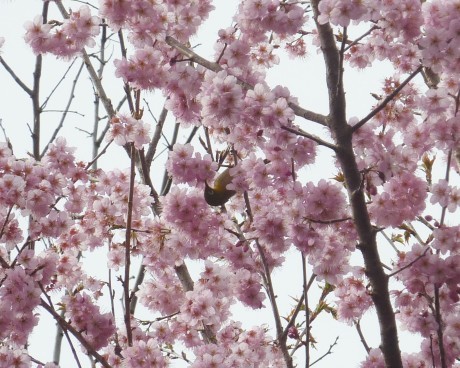梅と河津桜を見に行こう「塩屋から板宿」_c0218841_19194164.jpg