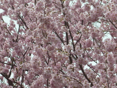梅と河津桜を見に行こう「塩屋から板宿」_c0218841_19201848.jpg