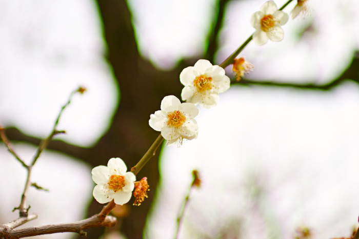 「桃の花」「梅の花」_a0257548_19464475.jpg