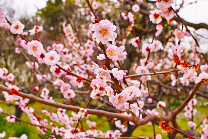 「桃の花」「梅の花」_a0257548_19465124.jpg