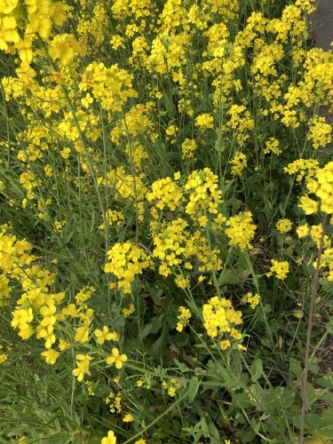 本明川の菜の花_c0025171_14105424.jpg