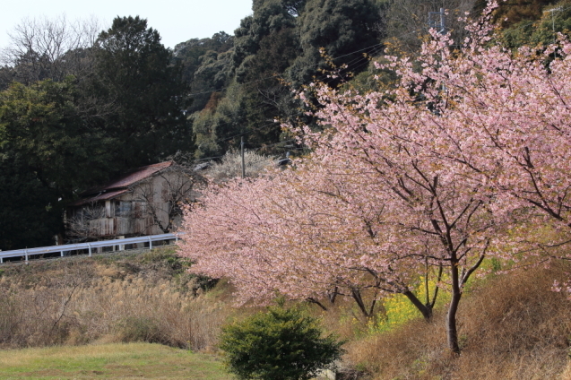 わくぐり桜_d0354901_11075583.jpg