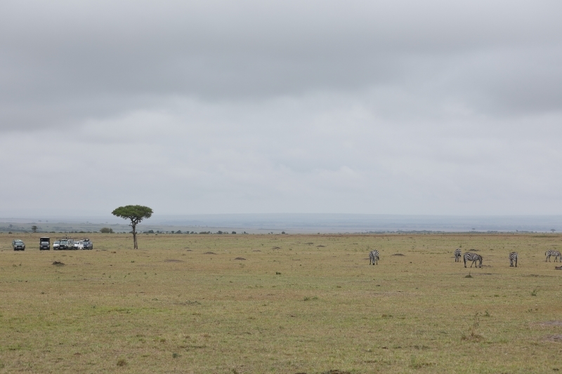 ケニアでサファリ18（ビリボラが狩りに成功、ヒョウのジリメ２歳）_b0291402_05062454.jpg
