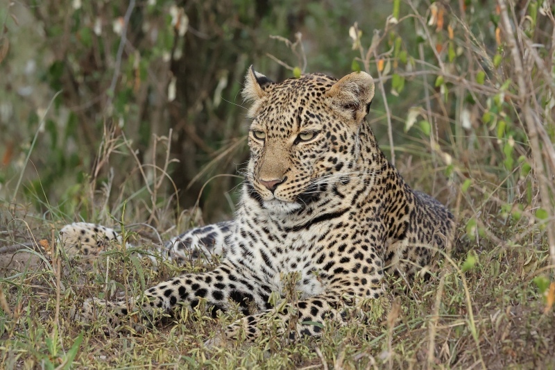 ケニアでサファリ18（ビリボラが狩りに成功、ヒョウのジリメ２歳）_b0291402_05063379.jpg