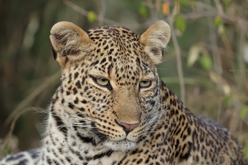 ケニアでサファリ18（ビリボラが狩りに成功、ヒョウのジリメ２歳）_b0291402_05064081.jpg