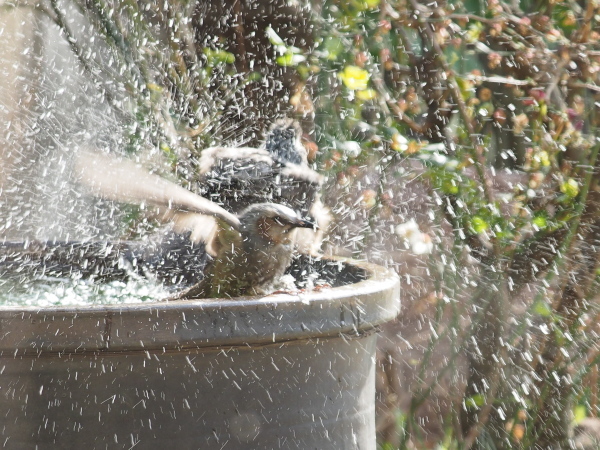 春たけなわの季節　ヒヨの水浴び_f0208666_16552646.jpg