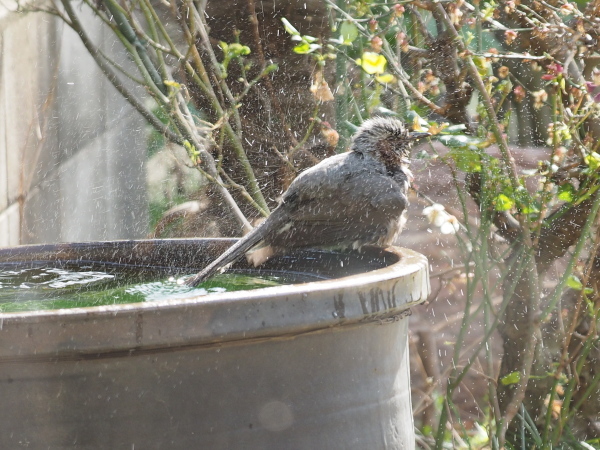 春たけなわの季節　ヒヨの水浴び_f0208666_16560006.jpg