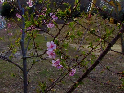 もうひとつの河津桜が開花_e0175370_10512133.jpg