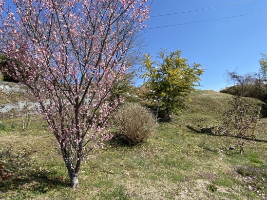 ミモザのある風景　〜今週のクロッセ〜_c0334574_19110964.jpeg