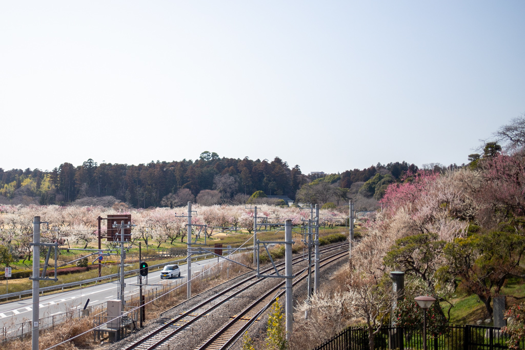 【偕楽園】茨城バスツアー - 3 -_c0400777_00182296.jpg