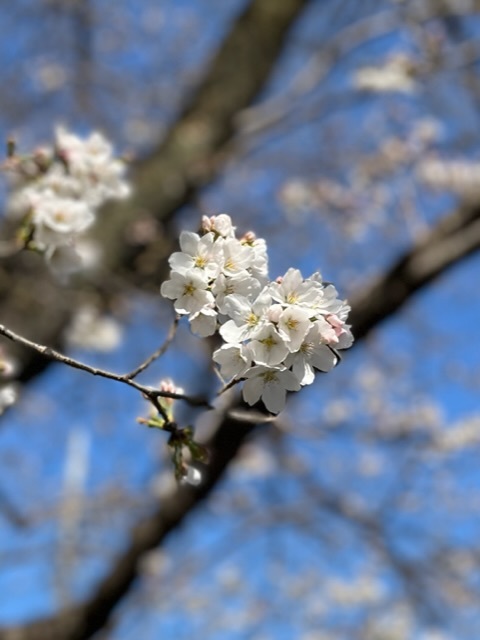 東京で桜が開花_f0143227_21105194.jpeg
