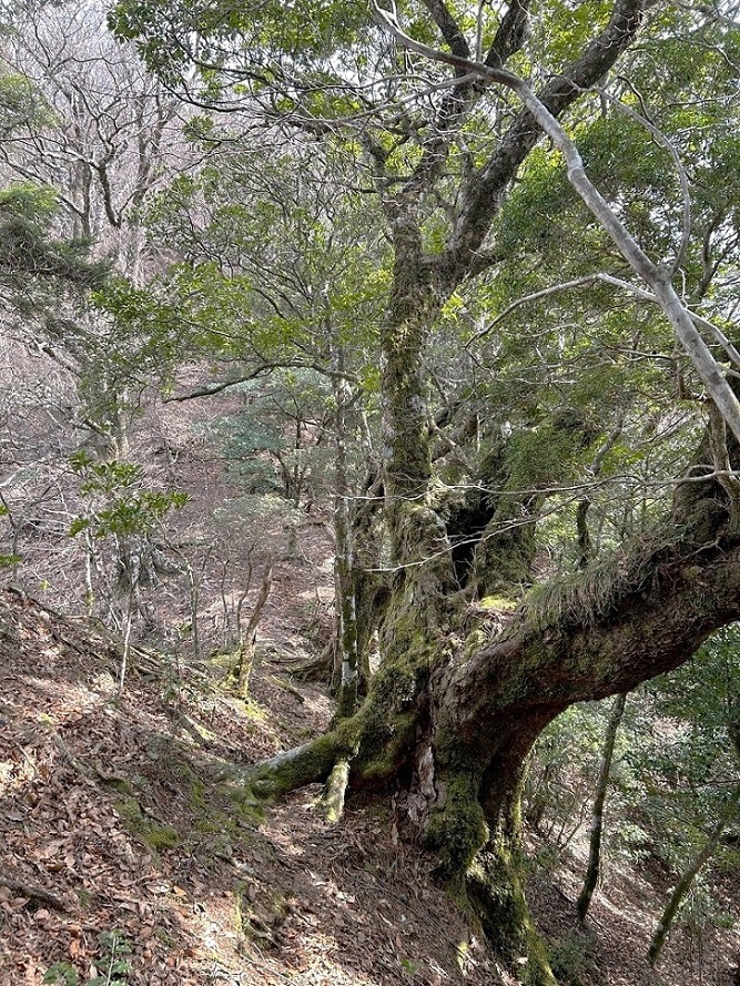 百間山から法師山（南紀）_a0286351_16213271.jpg