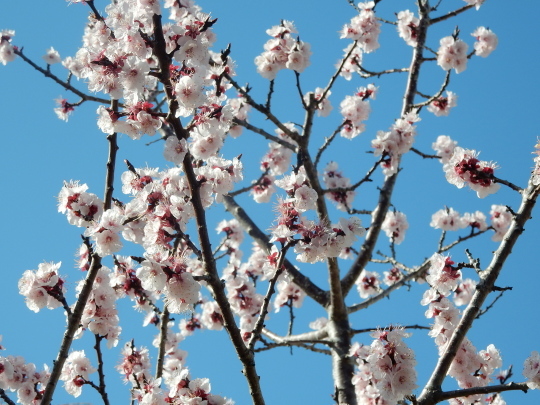 ’２３，３，１５（水）勝浦の桜の開花情報とすき焼き！_f0060461_15530951.jpg