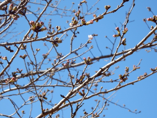 ’２３，３，１５（水）勝浦の桜の開花情報とすき焼き！_f0060461_15535922.jpg