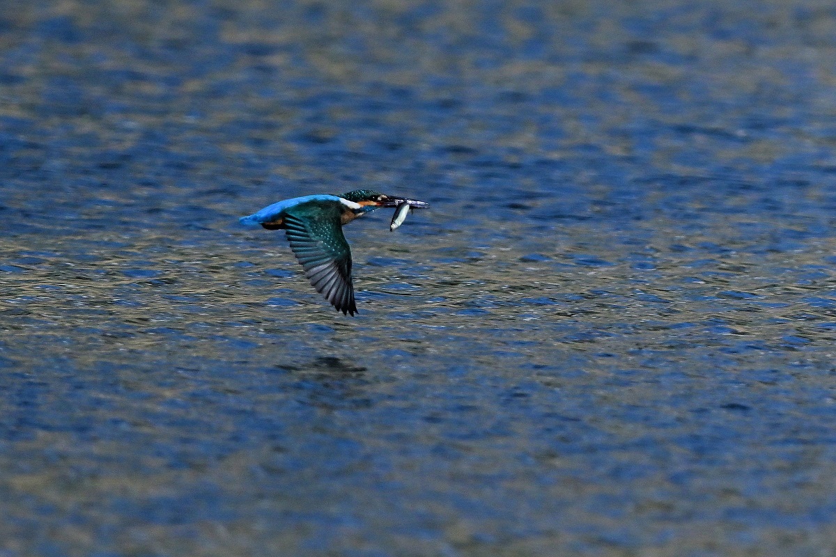 水平飛行_c0144588_09522701.jpg