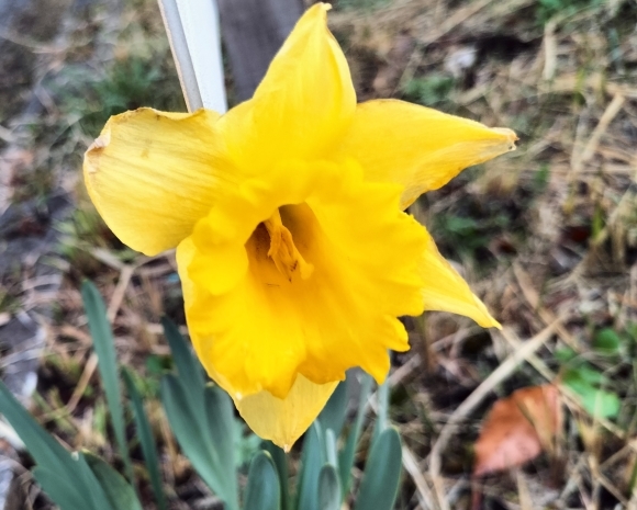 水仙の花が各地できれいに咲いています_a0177819_07200672.jpg