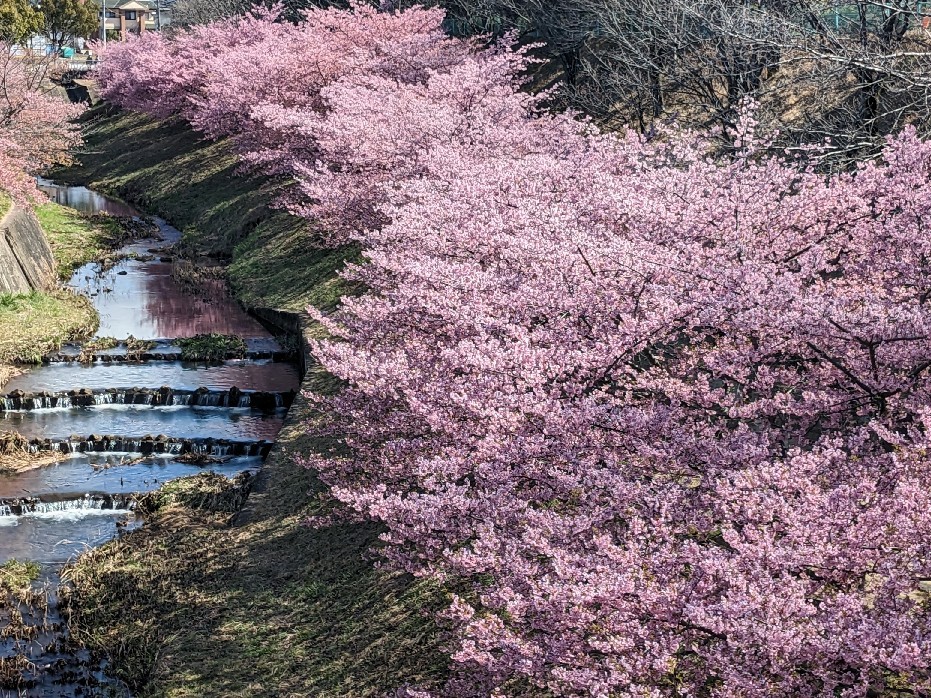 河津桜@加茂川公園_e0364223_15134830.jpg