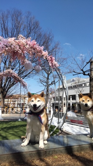 桜と柴犬_e0394031_16255681.jpg