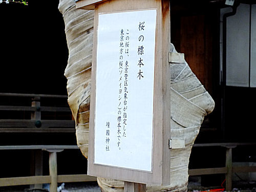 靖国神社のソメイヨシノの標本木_e0413146_20261346.jpg