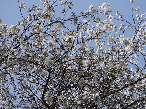 六国見山の夫婦桜六分咲き、今週中に満開に3・14_c0014967_06534919.jpg