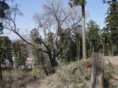 六国見山の夫婦桜六分咲き、今週中に満開に3・14_c0014967_06544311.jpg