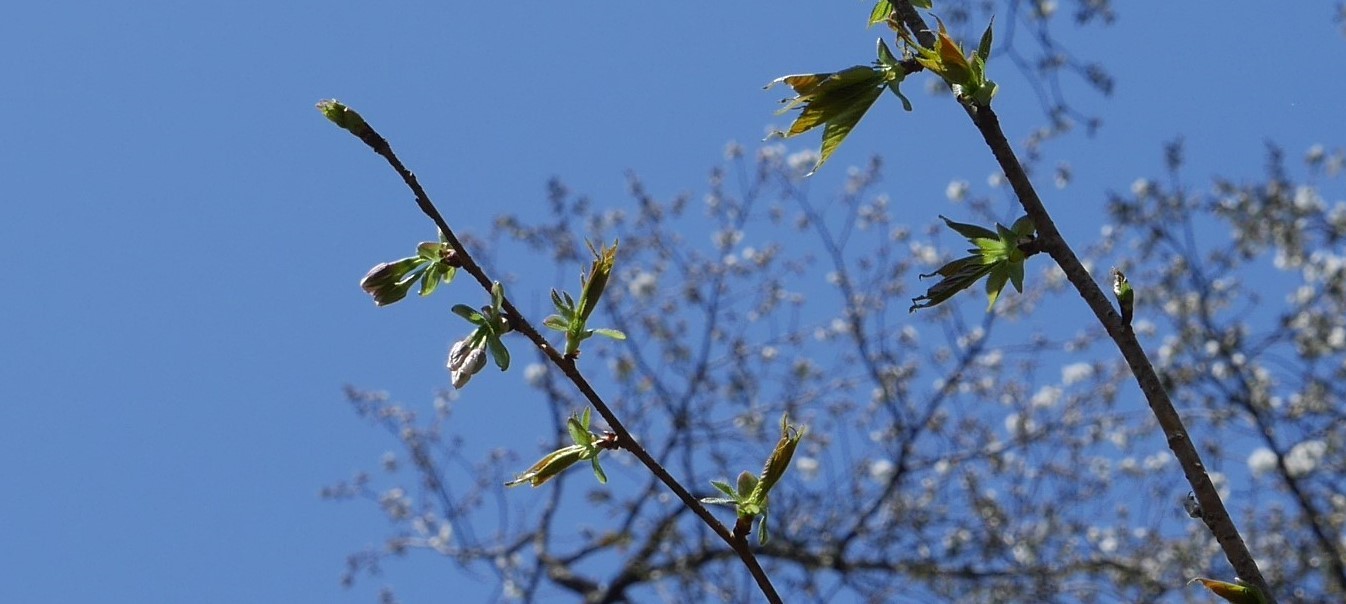 六国見山の夫婦桜六分咲き、今週中に満開に3・14_c0014967_06572631.jpg