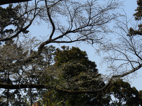六国見山の夫婦桜六分咲き、今週中に満開に3・14_c0014967_07010990.jpg