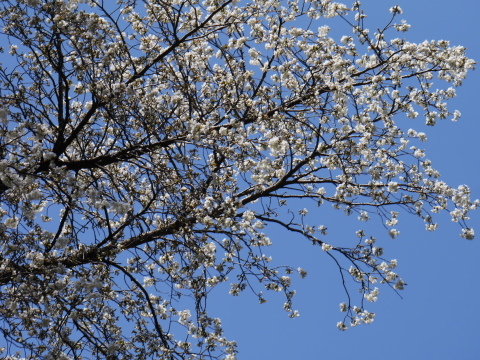 六国見山の夫婦桜六分咲き、今週中に満開に3・14_c0014967_07021433.jpg