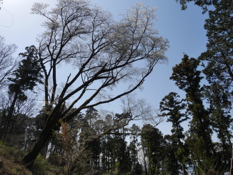 六国見山の夫婦桜六分咲き、今週中に満開に3・14_c0014967_07030873.jpg