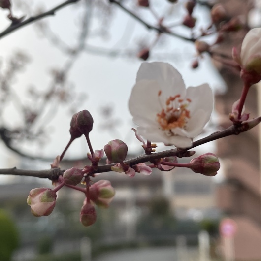 プラム桜🌸_e0377378_08205777.jpeg