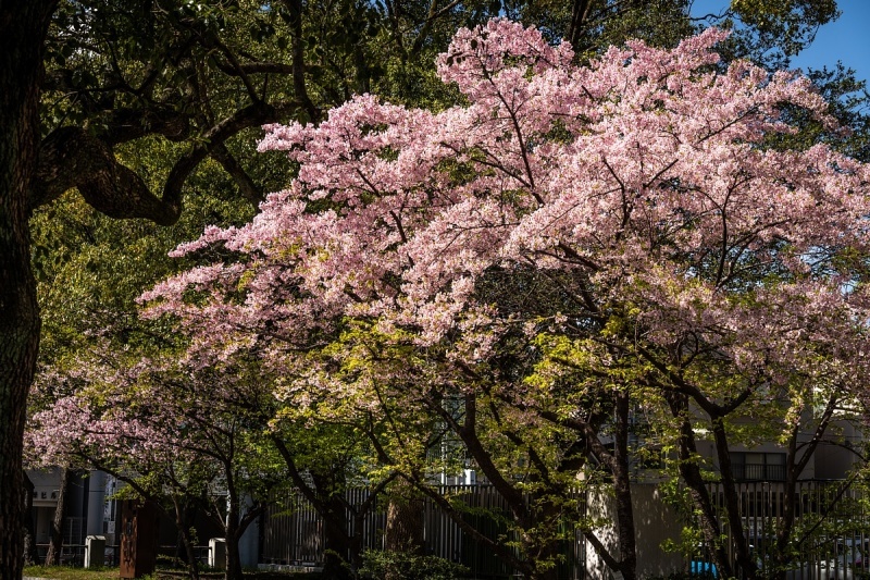 オオカンザクラが咲き誇る市政資料館_d0353489_20581103.jpg