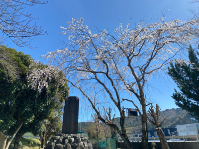 枝垂桜 - 狩野川スタッフブログ