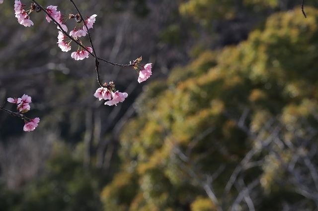 鎌倉フレンチ　ラ・バスティード_a0391145_10305507.jpg