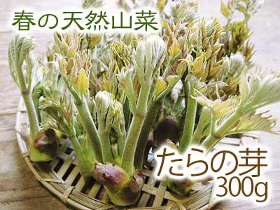 令和5年度の「天然たらの芽」予約販売受付スタート！3月下旬からご予約順に熊本県菊池市から産地直送します_a0254656_16571187.jpg
