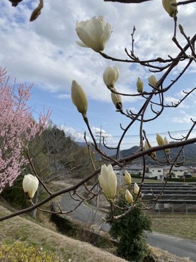 春の訪れ　〜裏山と庭から〜_c0334574_16263659.jpeg