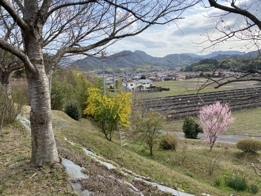 春の訪れ　〜裏山と庭から〜_c0334574_16270714.jpeg