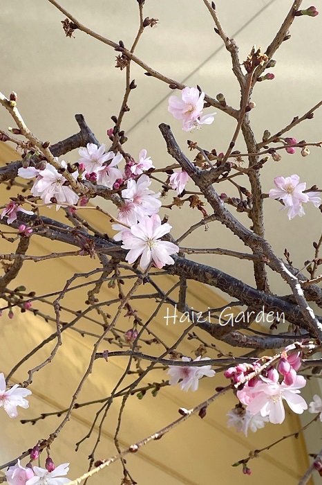 十月桜　2023　春の開花スターティン_a0394182_13424105.jpg
