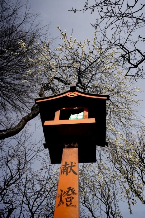 蒲原神社は、梅が見ごろ　20230317_c0082800_20392433.jpg