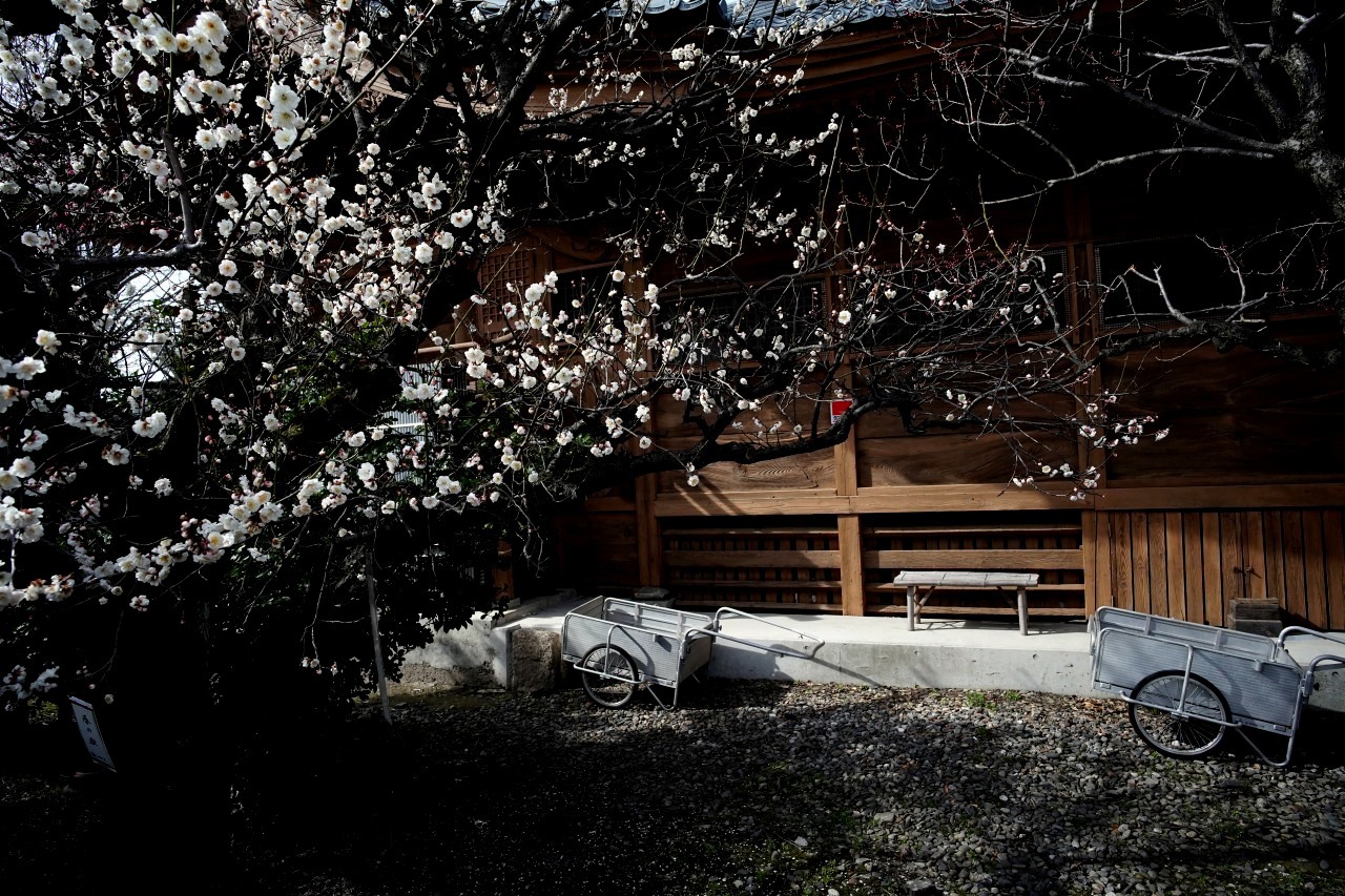 蒲原神社は、梅が見ごろ　20230317_c0082800_20392594.jpg