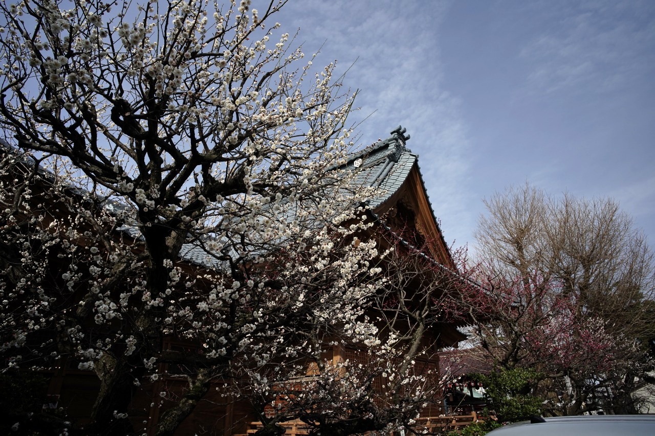 蒲原神社は、梅が見ごろ　20230317_c0082800_20392606.jpg
