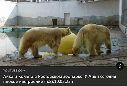 ロシア・ロストフ動物園のアイカ (Айка)、モスクワ動物園への旅立ちの日が迫る_a0151913_02535180.jpg