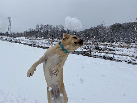 ブログテーマ「雪景色の1枚」_f0357923_12362343.jpg